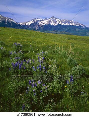 Stock Image - Meadow with blooming lupines, San Miguel Mountains.. Fotosearch