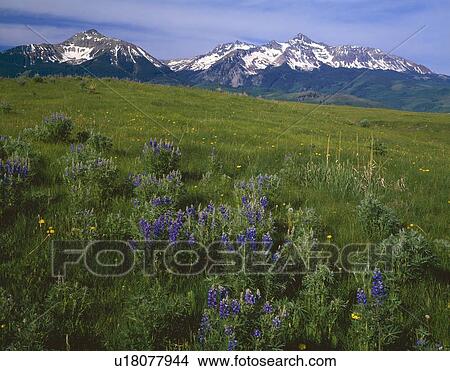 Picture - Meadow with blooming summer wildflowers, San Miguel Mountains. Fotosearch