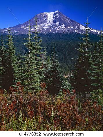 Mount Adams, Gifford Pinchot National Forest View Large Photo Image Stock Image - Mount Adams, Gifford Pinchot National Forest. Fotosearch