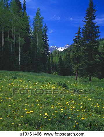 Mountain meadow with blooming dandelions, Uncompaghre National Forest View Large Photo Image Stock Photograph - Mountain meadow with blooming dandelions, Uncompaghre National Forest. Fotosearch