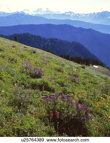 Mountain meadow with wildflowers, Olympic National Park View Large Photo Image Stock Photo - Mountain meadow with wildflowers, Olympic National Park. Fotosearch