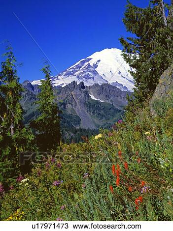 Mountain wildflower meadow, Mount Rainier, Mount Rainier National Park View Large Photo Image Stock Image - Mountain wildflower meadow, Mount Rainier, Mount Rainier National Park. Fotosearch