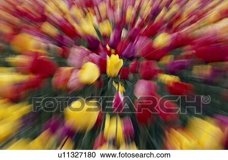 Stock Image - Multi-colored tulip flowers, zoom-effect. Fotosearch