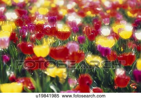 Multi-colored tulips blooming in field, soft-focus View Large Photo Image Stock Photography - Multi-colored tulips blooming in field, soft-focus. Fotosearch
