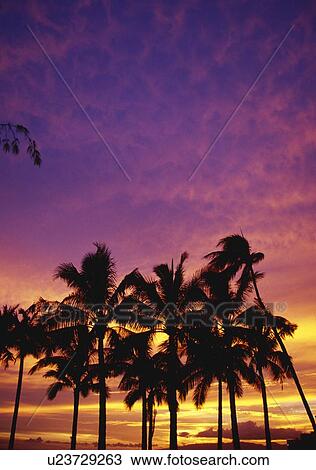 Stock Image - Palm tree silhouettes, sunset, Waikiki Beach. Fotosearch