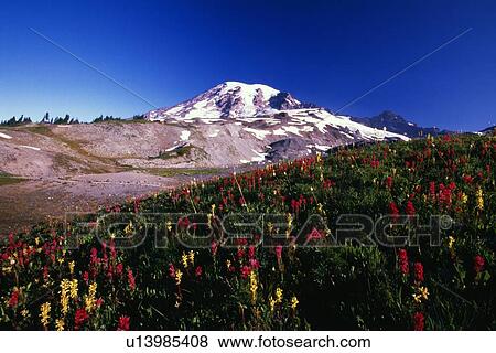 Paradise Park Valley, Mount Rainier National Park View Large Photo Image Stock Photo - Paradise Park Valley, Mount Rainier National Park. Fotosearch