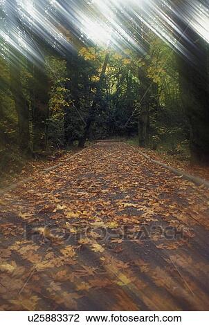 Pathway in forest View Large Photo Image Stock Image - Pathway in forest. Fotosearch