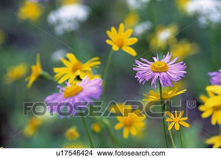 Picture - Pink and yellow wildflowers. Fotosearch