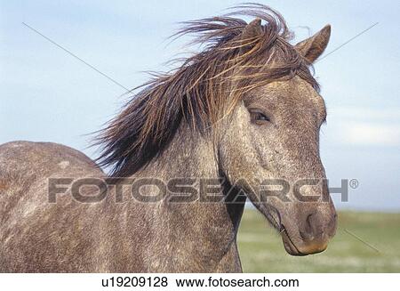 Portrait of an Icelandic horse View Large Photo Image Stock Photo - Portrait of an Icelandic horse. Fotosearch