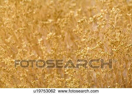 Rabbitbrush background View Large Photo Image Stock Image - Rabbitbrush background. Fotosearch