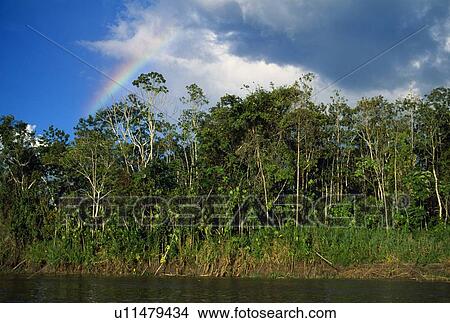 Rainbow over forest View Large Photo Image Picture - Rainbow over forest. Fotosearch