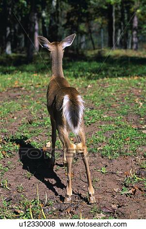 Rear-view of whitetail deer View Large Photo Image Stock Photo - Rear-view of whitetail deer. Fotosearch