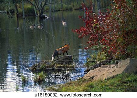 Red fox watching geese View Large Photo Image Stock Image - Red fox watching geese. Fotosearch