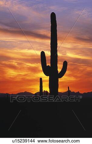 Saguaro cactus at sunset, Picacho Peak State Park View Large Photo Image Picture - Saguaro cactus at sunset, Picacho Peak State Park. Fotosearch