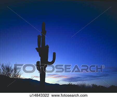 Saguaro Cactus silhouette, Saguaro National Park View Large Photo Image Stock Image - Saguaro Cactus silhouette, Saguaro National Park. Fotosearch
