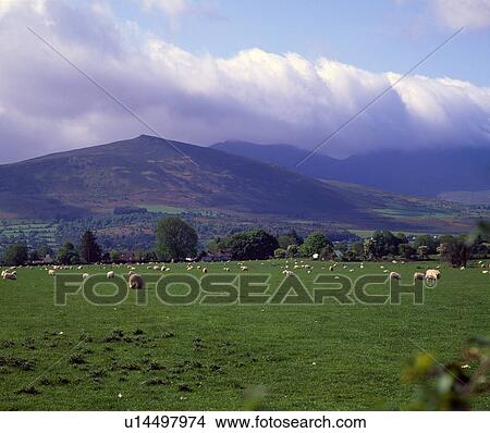 Sheep grazing near Ireland's MacGillicuddy's Reek Mountains View Large Photo Image Picture - Sheep grazing near Ireland's MacGillicuddy's Reek Mountains. Fotosearch