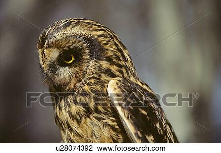 Short-Eared Owl View Large Photo Image Stock Image - Short-Eared Owl. Fotosearch