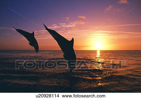 Silhouette De Deux Bottlenose Dauphins Plongée Coucher Soleil Mer Caraïbes Image