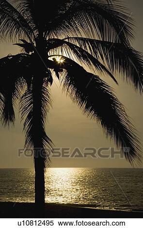 Stock Photography - Silhouette of palm tree. Fotosearch