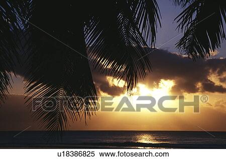 Silhouetted palm fronds, sunrise off Rarotonga Island, capital island of Cook Islands View Large Photo Image Stock Photography - Silhouetted palm fronds, sunrise off Rarotonga Island, capital island of Cook Islands. Fotosearch