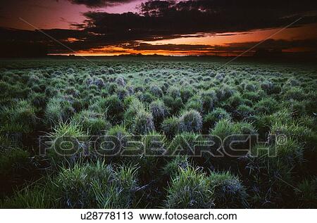 Stock Image - Slough. Fotosearch