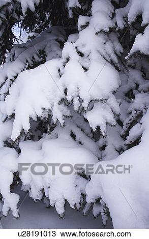 Snow covered branches View Large Photo Image Stock Image - Snow covered branches. Fotosearch