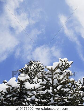 Snow covered tree View Large Photo Image Stock Image - Snow covered tree. Fotosearch