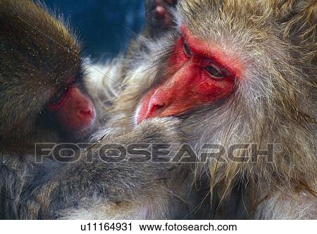 Snow monkeys grooming View Large Photo Image Stock Image - Snow monkeys grooming. Fotosearch