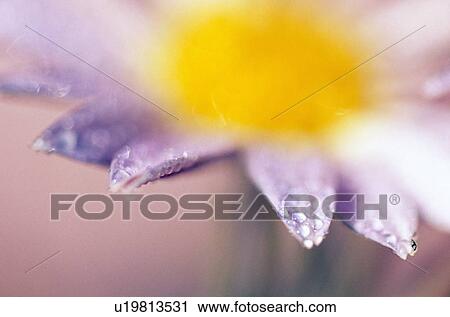 Stock Image - Soft-focus detail of daisy flower with dewdrops on petals. Fotosearch