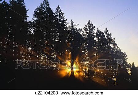 Sun beams through silhouetted trees. View Large Photo Image Stock Image - Sun beams through silhouetted trees.. Fotosearch