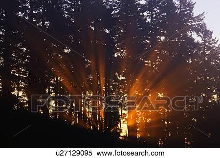 Sunbeams through trees. View Large Photo Image Stock Photography - Sunbeams through trees.. Fotosearch