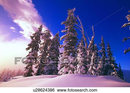 Sunrise over snow-covered pine trees, Cascades View Large Photo Image Stock Photograph - Sunrise over snow-covered pine trees, Cascades. Fotosearch