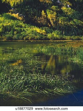 The Shoreline of Cottonwood Lake, San Isabel National Forest View Large Photo Image Stock Photo - The Shoreline of Cottonwood Lake, San Isabel National Forest. Fotosearch