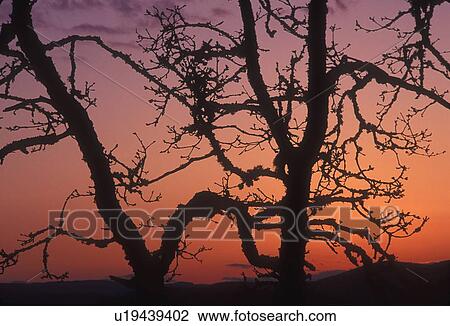 Trees silhoutted against a beautiful sunset View Large Photo Image Stock Image - Trees silhoutted against a beautiful sunset. Fotosearch