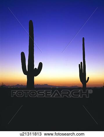 Twilight silhouette with cacti, Saguaro National Park View Large Photo Image Stock Image - Twilight silhouette with cacti, Saguaro National Park. Fotosearch