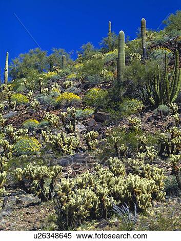 Various desert plants in spring bloom, Organ Pipe Cactus National Monument View Large Photo Image Stock Photography - Various desert plants in spring bloom, Organ Pipe Cactus National Monument. Fotosearch