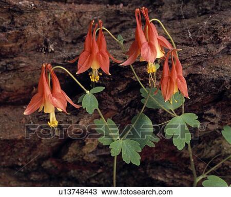 Wild columbine blossoms in spring View Large Photo Image Stock Image - Wild columbine blossoms in spring. Fotosearch