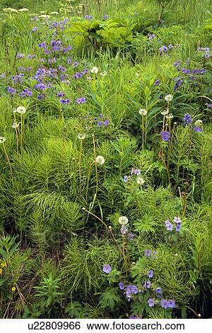 Wildflowers in Bloom View Large Photo Image Stock Photograph - Wildflowers in Bloom. Fotosearch