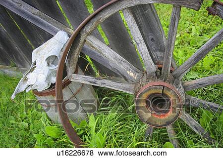 Stock Photo - Wooden wagon wheel and skull. Fotosearch