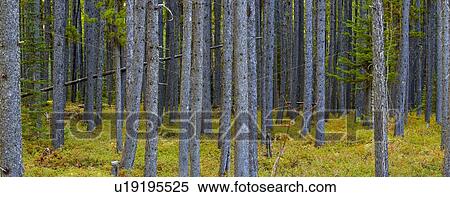 Woodlands View Large Photo Image Stock Photography - Woodlands. Fotosearch