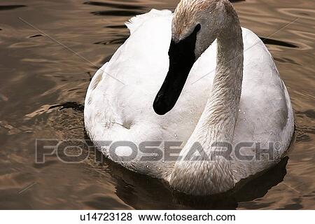 A beautiful swan View Large Photo Image Stock Photo - A beautiful swan. Fotosearch
