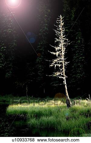A dead tree by a pond View Large Photo Image Stock Photo - A dead tree by a pond. Fotosearch