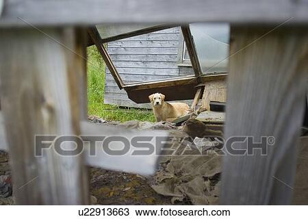 A dog wandering around View Large Photo Image Stock Image - A dog wandering around. Fotosearch