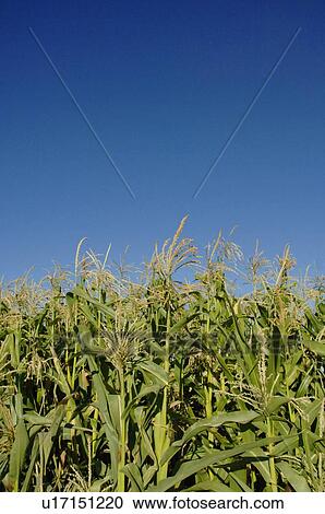 A field of corn View Large Photo Image Stock Image - A field of corn. Fotosearch