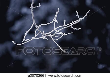 Stock Image - A frosty twig. Fotosearch