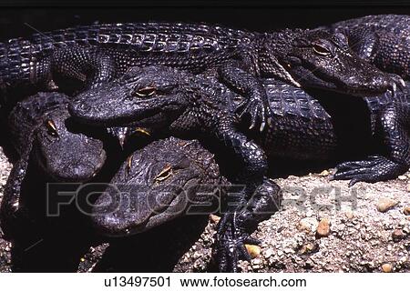 Stock Image - A group of crocodiles. Fotosearch