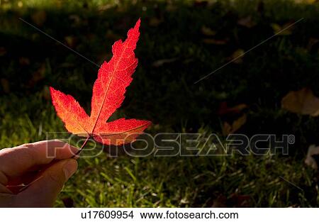 A hand holding a red leaf View Large Photo Image Picture - A hand holding a red leaf. Fotosearch