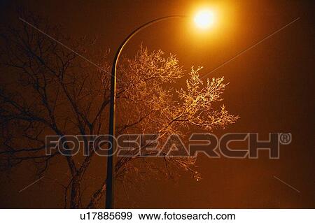 Stock Photo - A tree at night. Fotosearch