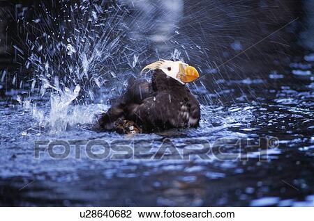 A tufted puffin bathing at the Sea Life Center View Large Photo Image Stock Image - A tufted puffin bathing at the Sea Life Center. Fotosearch