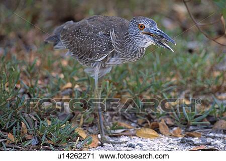 A yellow crowned night heron eating a crab View Large Photo Image Stock Image - A yellow crowned night heron eating a crab. Fotosearch